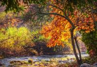 Fall Stream�